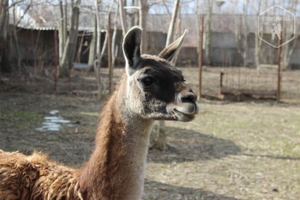 Zoo Călărași - o grădină promițătoare