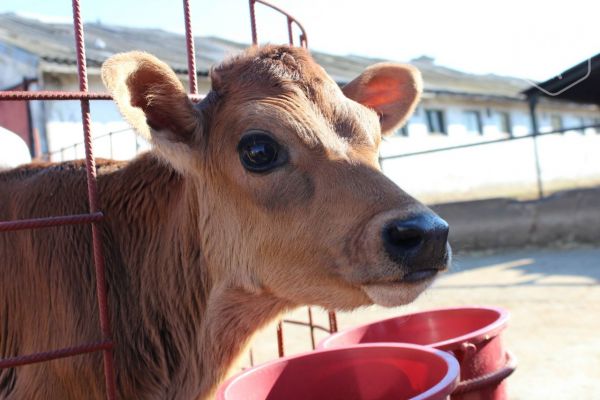 La Ferma Animalelor din Pantelimon