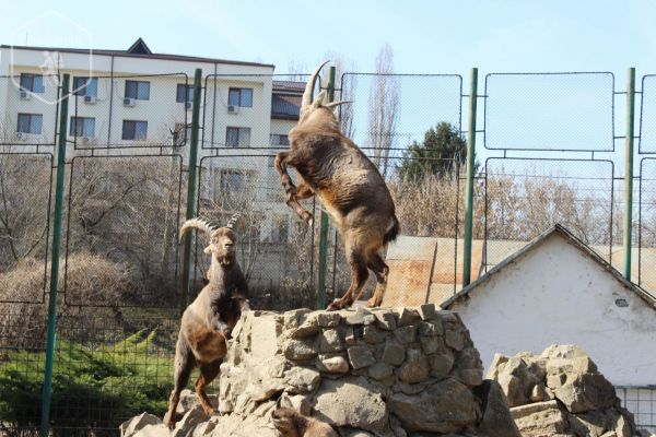Zoo Târgoviște - o grădină frumos amenajată