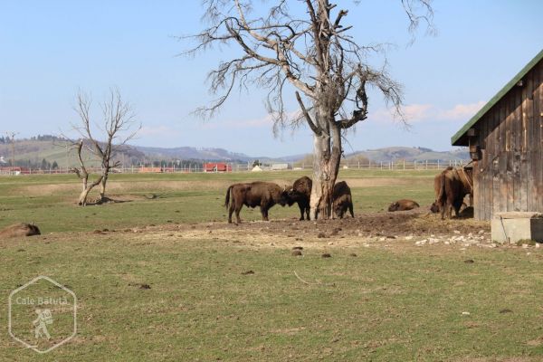 Vama Buzăului cu Valea Zimbrilor și Cascada Urlătoarea