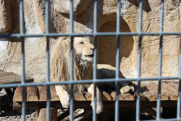 Zoo Brașov - una din cele mai frumoase din țară