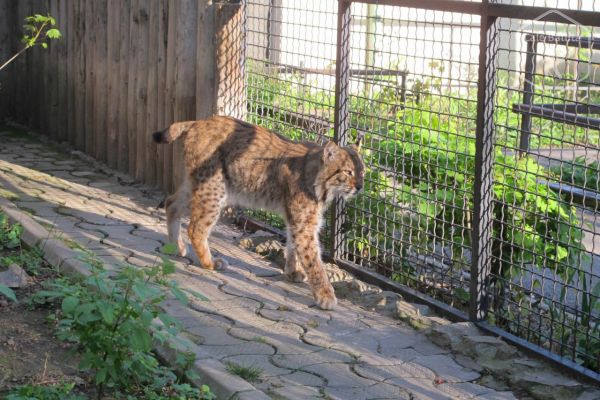 Zoo București - o grădină ce și-a cam pierdut strălucirea