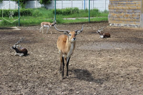 Zoo Oradea - o grădină zoologică cu influențe vestice