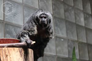 Cehia - Zoo Ústí nad Labem