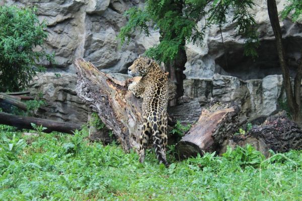 Slovacia - Zoo și Parcul dinozaurilor din Bratislava