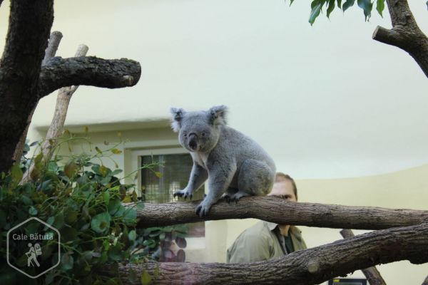 Austria - Zoo Viena