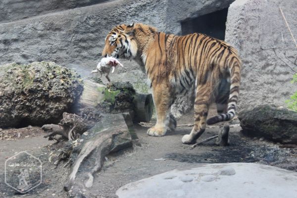 Ungaria - Zoo Budapesta