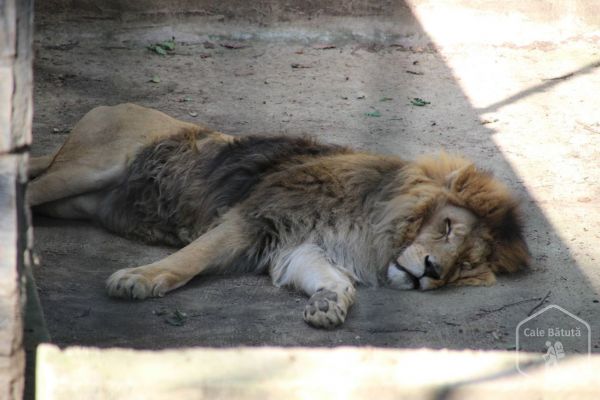 Zoo Hunedoara