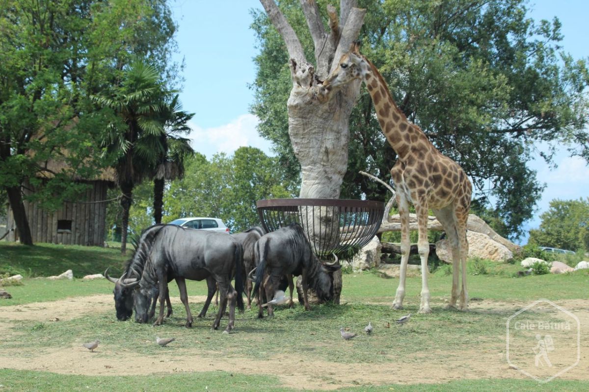 zoo safari verona in camper