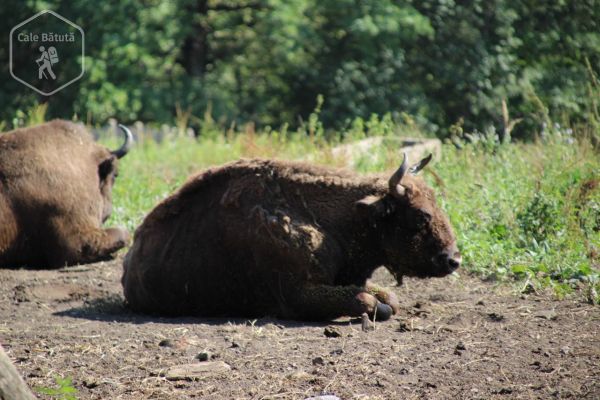 Grădina zoologică "Dragoș Vodă" Târgu Neamț