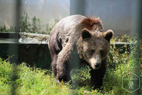 Zoo Rădăuți