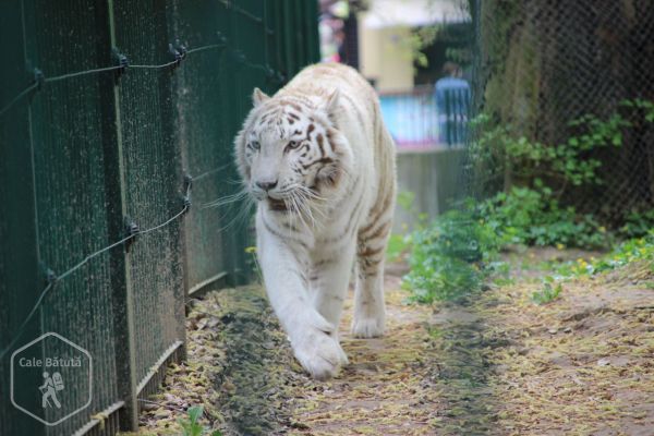 Zoo Sibiu și Muzeul Astra