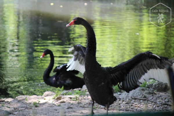 Bulgaria - Zoo Varna