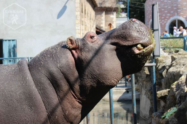 Serbia - Zoo Belgrad