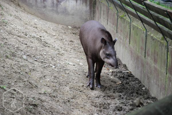 Croația - Zoo Zagreb