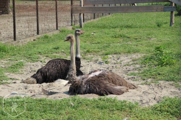 Croația - Zoo Osijek