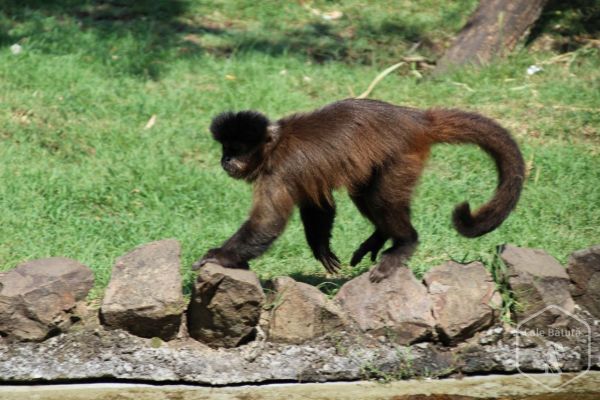 Serbia - Zoo Palić