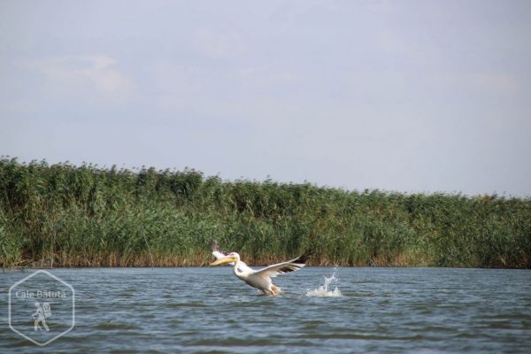 Aventuri în Delta Dunării