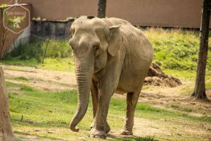 Zoo Târgu Mureș și Cetatea Saschiz