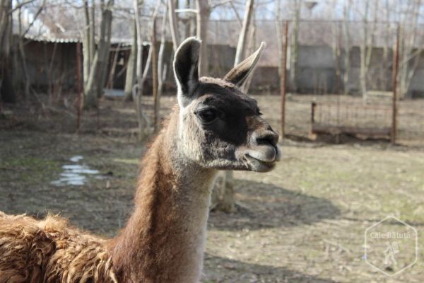 Grădina Zoologică Călărași