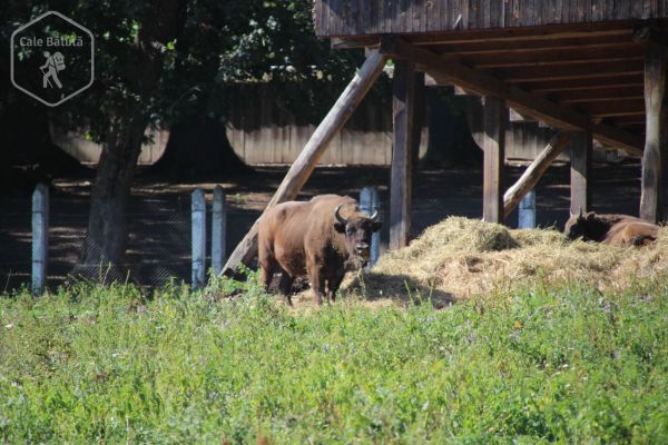 Rezervația de zimbri Dragoș Vodă Vânători - Neamț