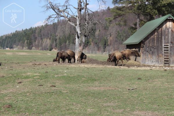 Zimbrăria "Valea Zimbrilor" din Vama Buzăului